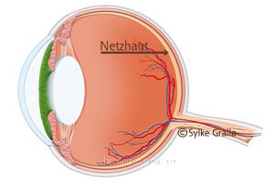 Anatomie Auge - Netzhaut
