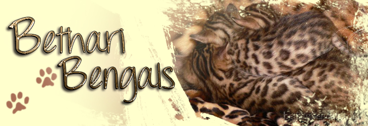 Bengal Katzen Zucht