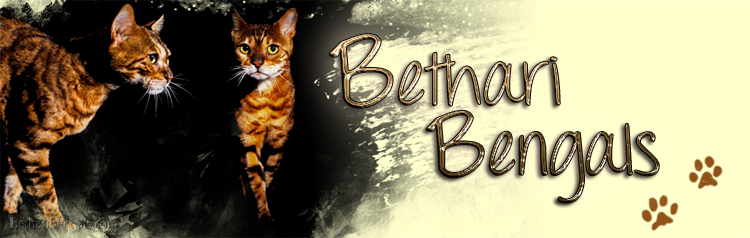 Bethari Bengal Cat