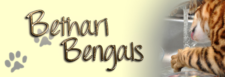 Bengal Charakter