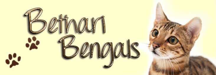 Bethari Bengalenkatze