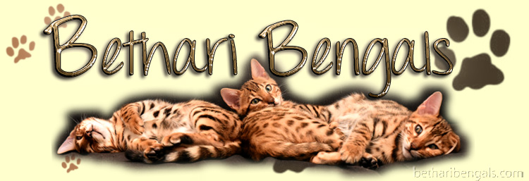 Bengalkatzen Zucht
