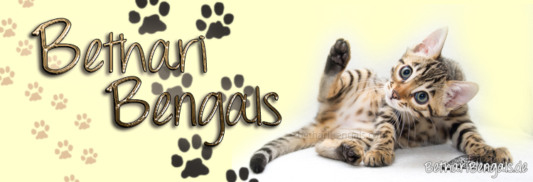 Bengal Katzen Kitten