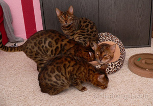 Bengal Cat Kitten