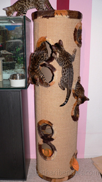 Bengalkatzen