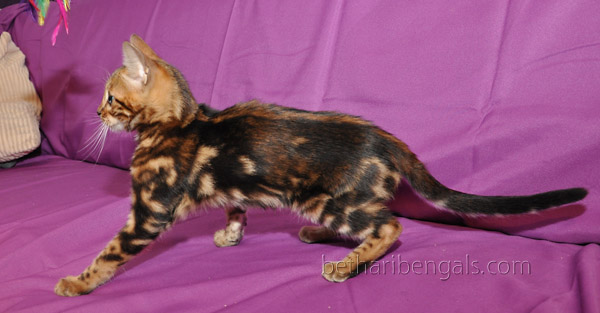 Bengalkatzen Züchter