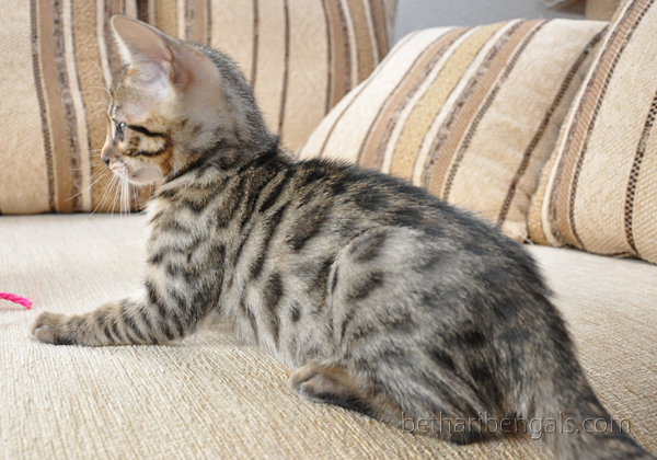 Bengal Cat rosetted