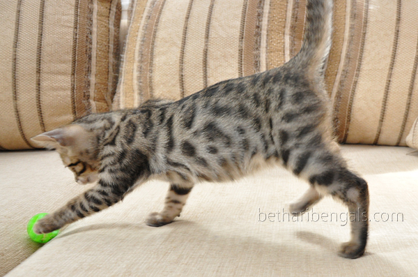 Bengal Cat rosetted