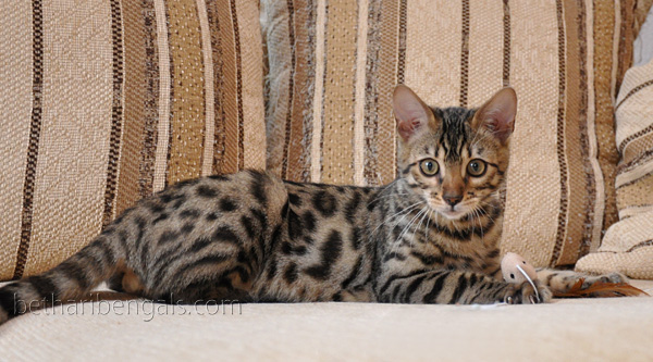 Bengal Cat rosetted