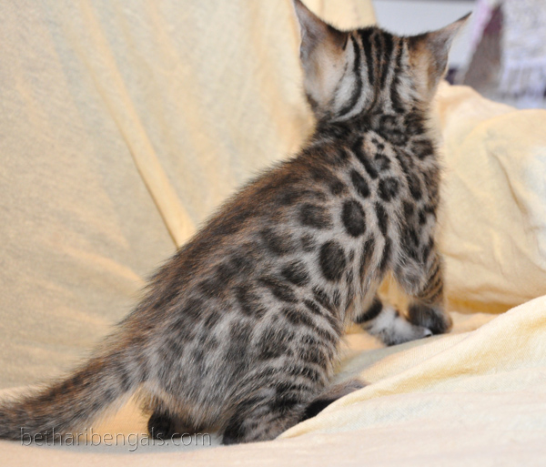 Bengal Kitten Zucht