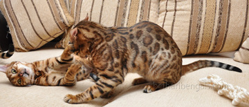 Bengal Kitten Imani Ishu