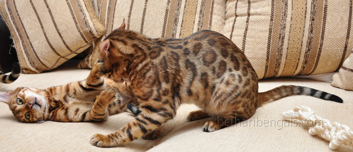 Bengalkatze brown rosetted