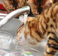 Bengalkatzen Wasserschlacht