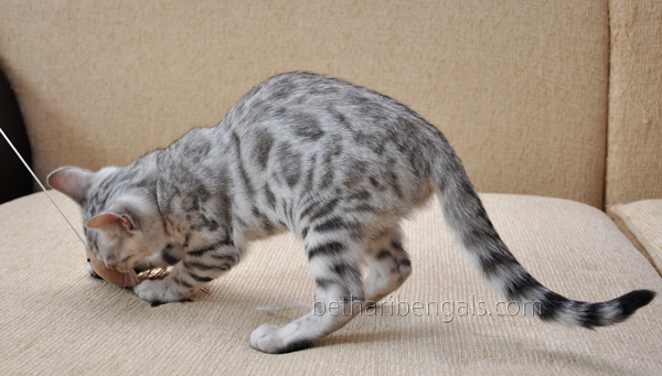Bengal rosetted silber