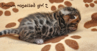 Bengal Katze rosetted