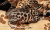 Bengal Cat