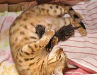 Bengal Katze rosetted