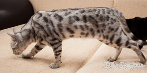 Bengal cat silber rosetted