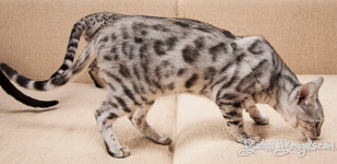 Bengal cat silber rosetted