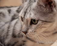 Bengal cat silber rosetted