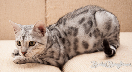 Bengal cat silber rosetted