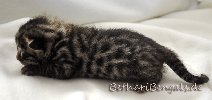 Bengal Kitten braun