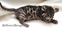 Bengal Kitten braun