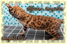 Bengal Katze rosetted