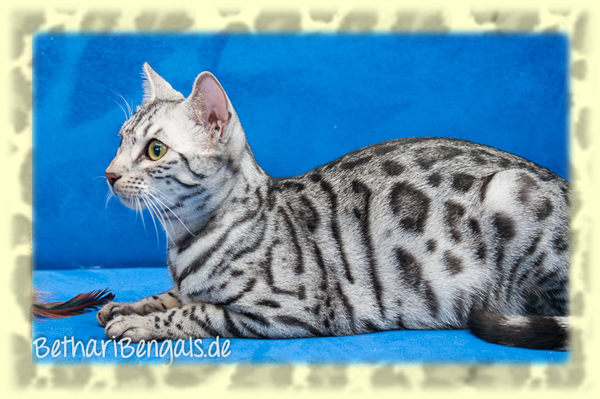 Bengal Katze rosetted