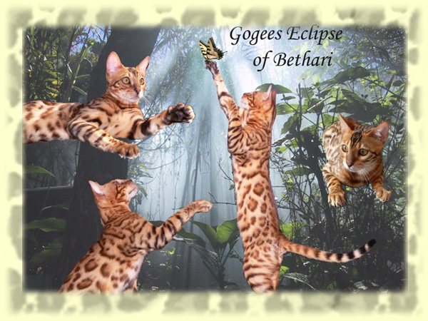 Bengal Cat Eclipse