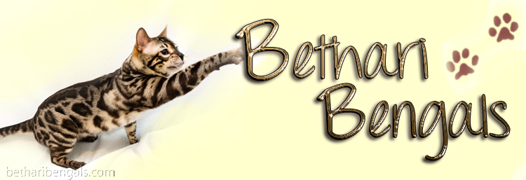 Bengalkatzenzucht