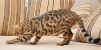 Bengal Cat Hiya