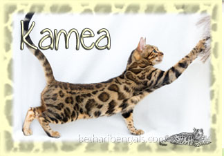 Bengal Katze rosetted