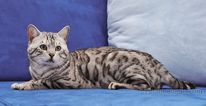 Bengalkatze Silber