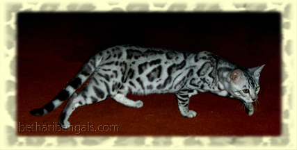 Bengalkatze silber rosetted
