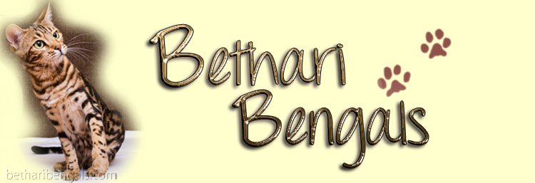 Bethari Bengal Cat marbled